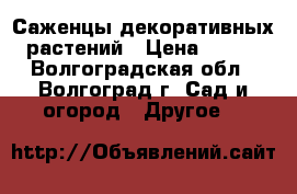 Саженцы декоративных растений › Цена ­ 100 - Волгоградская обл., Волгоград г. Сад и огород » Другое   